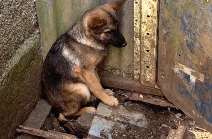 Estabelecimentos veterinários de SP agora são obrigados a denunciar casos de maus-tratos a animais