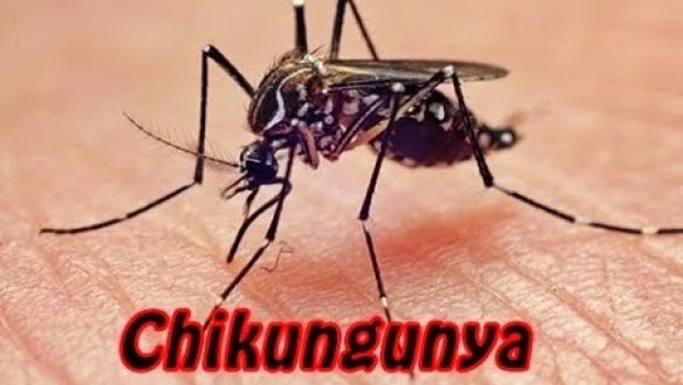 Avaré tem primeiro caso de febre chikungunya, diz Vigilância Sanitária