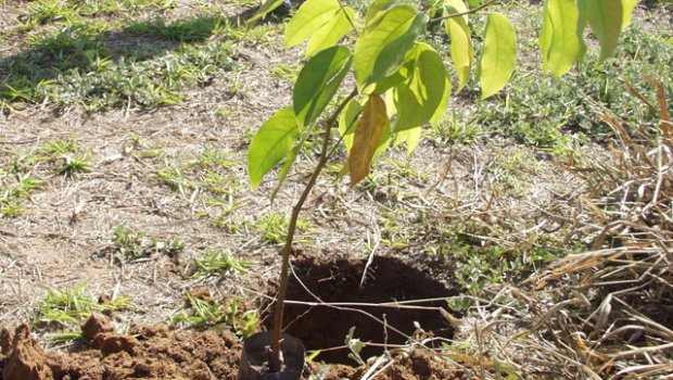 Prefeitura doará mudas para celebrar o Dia da Árvore