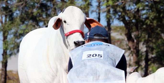Etapa do Circuito Nacional Nelore reunirá animais de genética superior na exposição de Avaré (SP)
