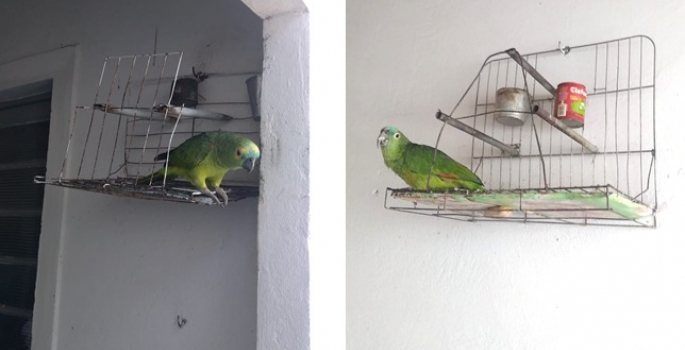 PM flagra dois “papagaios” com sinais de maus-tratos em Avaré
