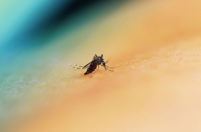 Dengue: casos da doença sobem em apenas 1 semana; veja os números de Avaré