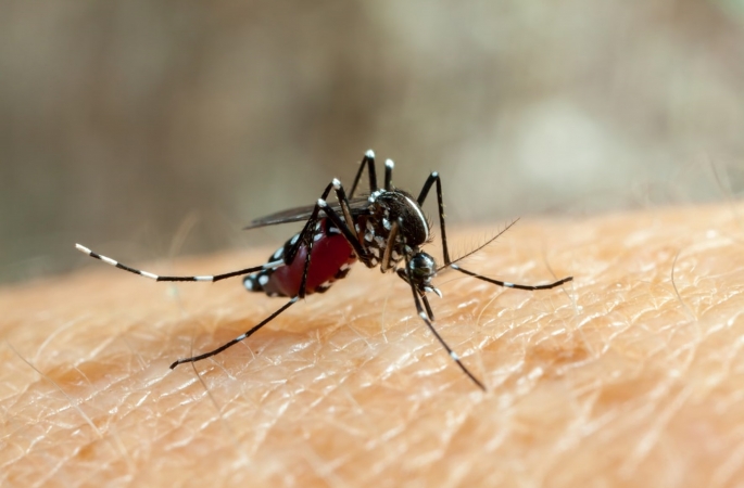 Falhas do Ministério da Saúde agravaram epidemia da dengue