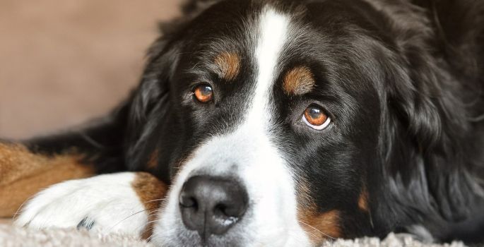 Falta de companhia e socialização é causa de distúrbios de comportamento em cães