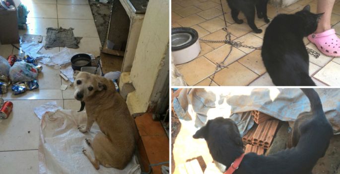 Prefeitura de Avaré passa a atender denúncias de maus-tratos em animais