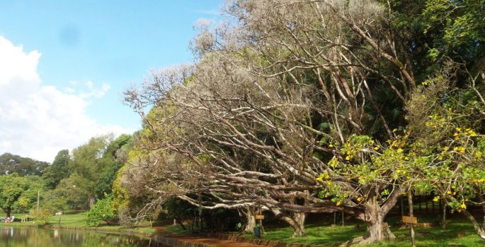 Floresta Estadual de Avaré ainda corre perigo