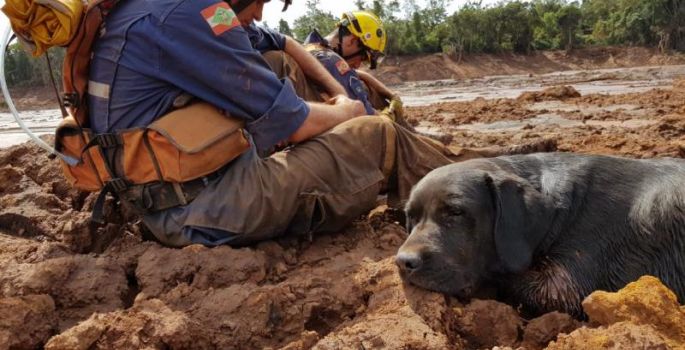 Barney, cão que ajudou em resgates de Brumadinho, morre fazendo buscas em Santa Catarina