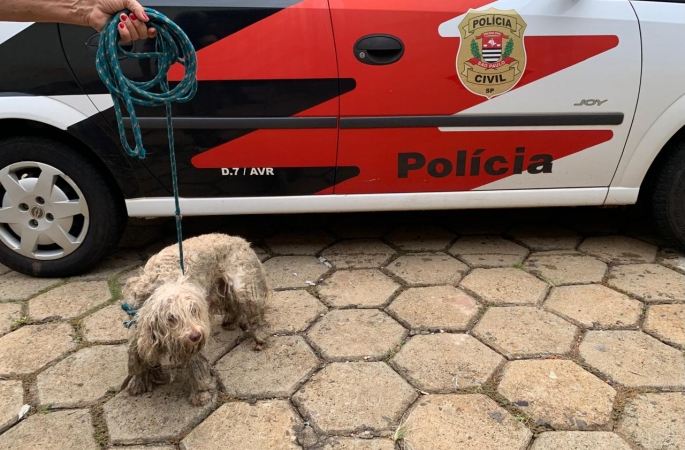 Denúncia leva Polícia Civil a resgatar cão e prender responsável por abandono em Avaré