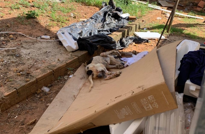 Cachorro em situação de abandono é resgatado e tutor preso pela Polícia Civil em Avaré