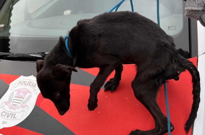 Cães em situação de maus-tratos são resgatados pela Polícia Civil