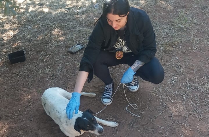 Força-tarefa retira cães de chácara em Avaré em desdobramento de operação