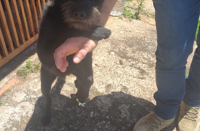  Operação Escudo Animal 2 mobiliza Polícia Civil e entidades na defesa dos animais