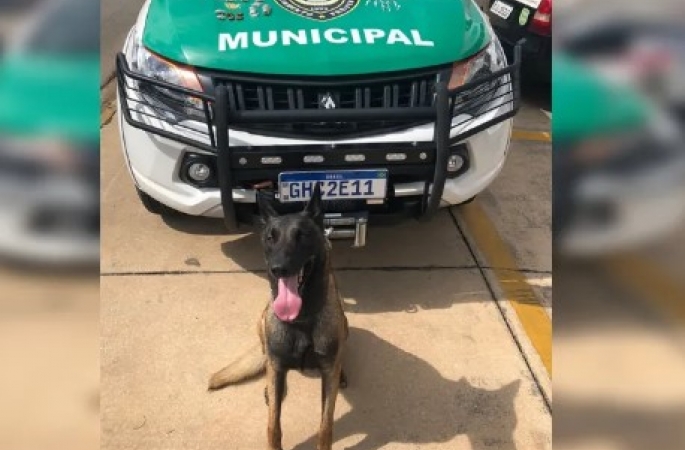 Cão farejador encontra drogas escondidas em entulho no interior de SP