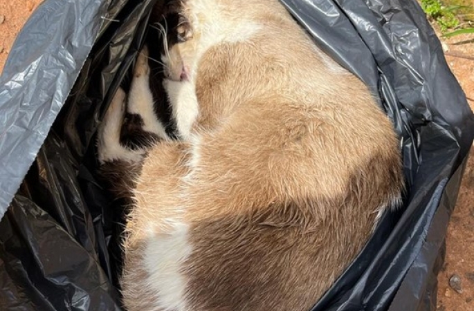 Homem é detido suspeito de matar gatos envenenados e esconder animais em sacos em Botucatu