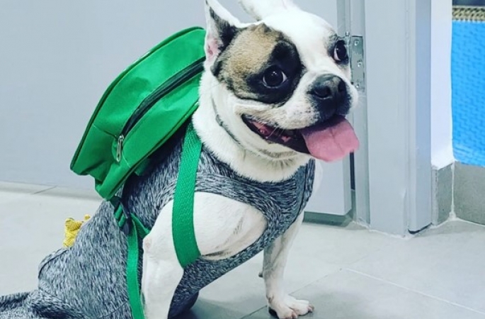 Após ser deixada para eutanásia, cadelinha 'PCD' é adotada por veterinária