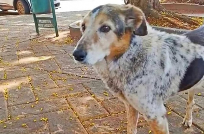 Fiel até na morte, cachorro guarda túmulo do dono há 7 anos em Capão Bonito