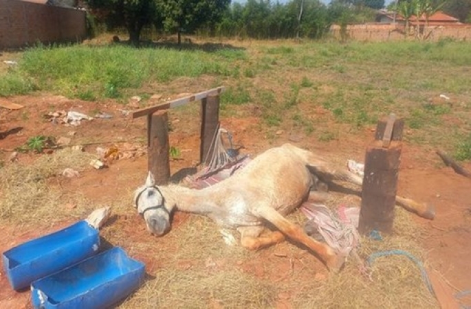 Cavalo em situação de maus tratos é resgatado em Cerqueira César