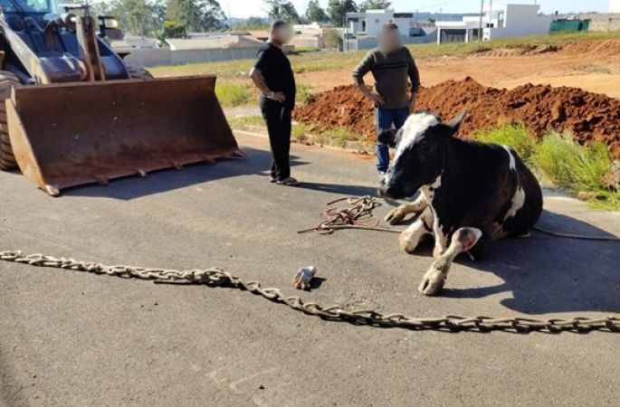 Vaca e bezerro são resgatados após caírem em bueiro em Avaré; filhote não resistiu