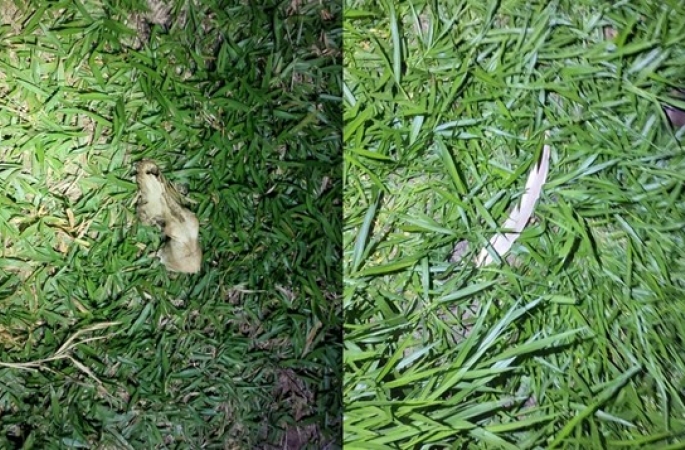 Denúncia de plantação de maconha leva PM a encontrar ossadas de animais em ONG em Avaré; caso é investigado