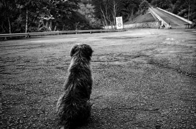 Réquiem por um cão