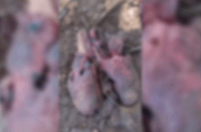 Mulher encontra pulmão de animal no quintal após vizinhos tentarem comer o órgão e jogá-lo no terreno dela no interior de SP