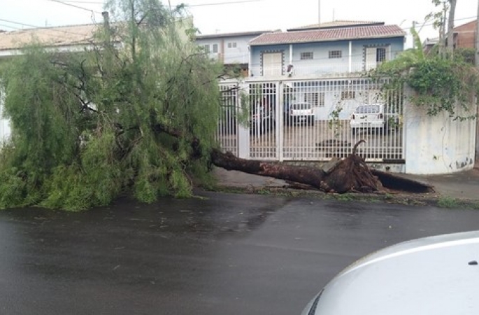 Tempestade derruba árvores e causa estragos em Botucatu