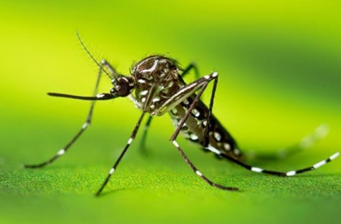 Botucatu decreta estado de emergência contra dengue após casos aumentarem 10.000%