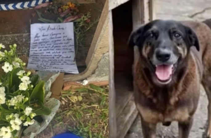 Cão Orelha: carta comovente é encontrada em casinha e emociona a web