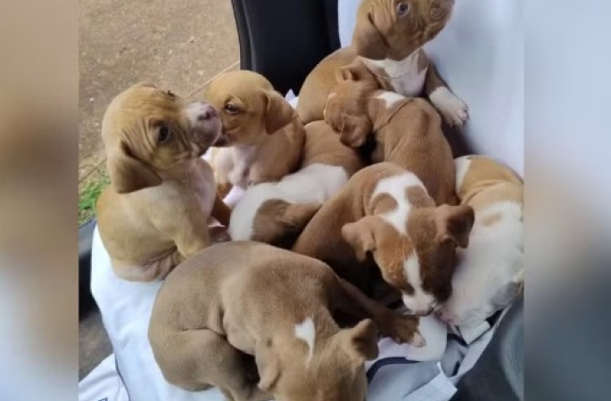 Cães da raça pitbull que seriam vendidos são resgatados em situação de maus-tratos em Avaré