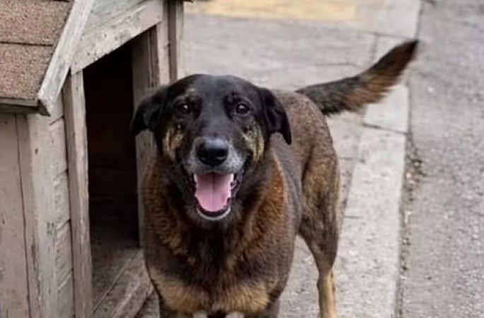 Cão Orelha: delegado-geral de SC diz que polícia pediu internação de adolescente por “reiteração de infrações graves”
