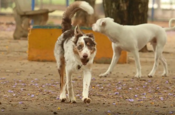 Brasil tem cerca de 30 milhões de animais domésticos abandonados