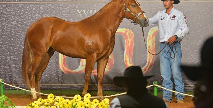 ABQM encerrará temporada em Avaré  com novos recordes