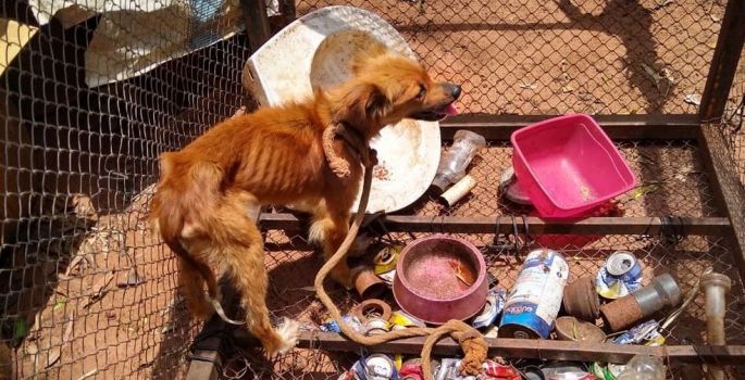 Guarda Municipal resgata cães acorrentados e sem alimento em São Manuel; dono foi preso