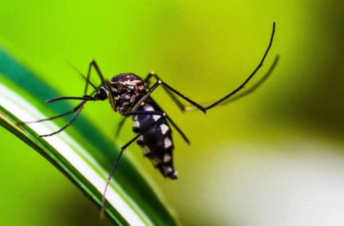 Em 3 meses Avaré registrou mais de 500 casos de dengue; veja os números