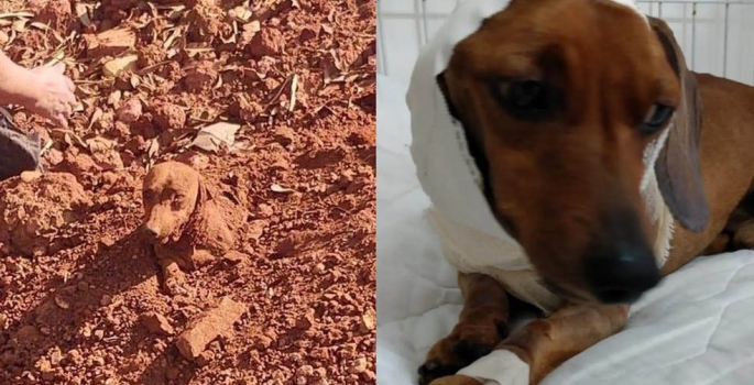 Cachorro que foi enterrado vivo 'perde' orelha para cirurgia de reconstrução do pescoço: 'Guerreiro'