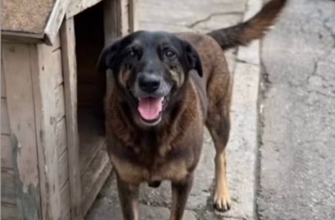 Adolescentes criminosos espancam até a morte cão comunitário: um ato de extrema crueldade que exige punição