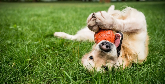 A importância do pet gastar energia. Confira as dicas!