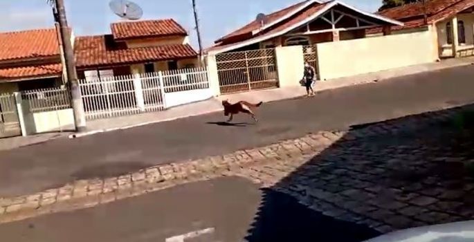 Após ficar fora de seu “habitat natural”, onça é resgatada em Cerqueira César