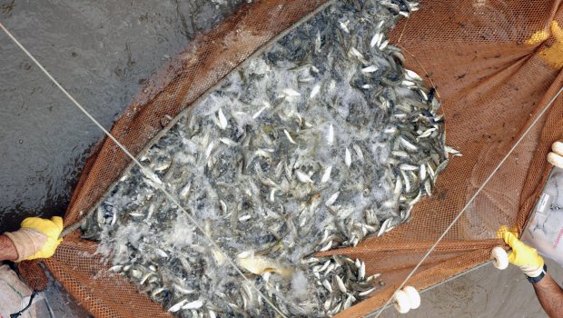 DUKE ENERGY SOLTA 100 MIL PEIXES NO RIO PARDO