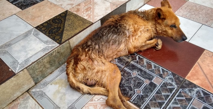 Cachorro é sacrificado após polícia flagrar situação de maus-tratos no interior de SP