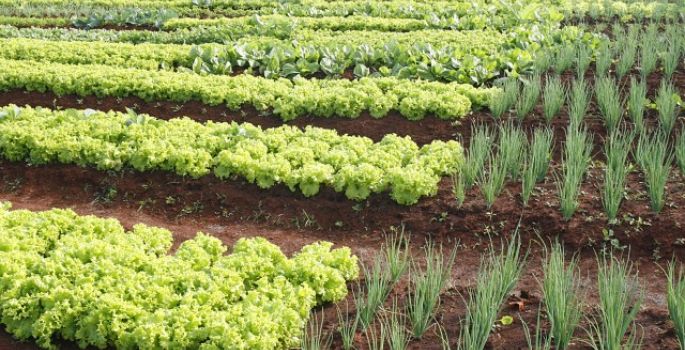 Avaré: Projeto da Secretaria da Agricultura alia capacitação e responsabilidade social