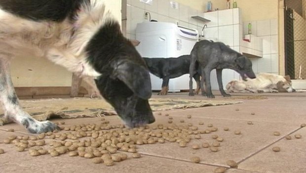 Centro de Zoonoses de Avaré não recebe verba e corre risco de fechar