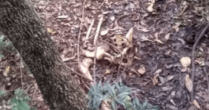 Ossada humana é localizada próximo ao Duílio Gambini em Avaré