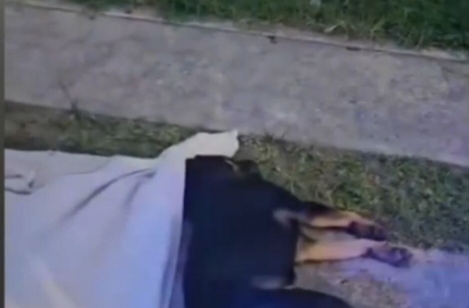 Cachorro é jogado de prédio e morto por três adolescentes 