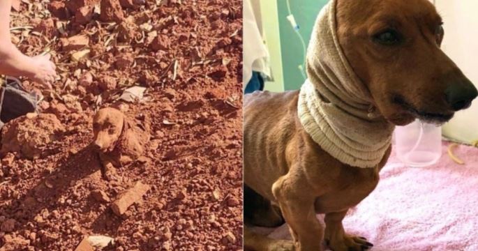 Mulher diz à polícia que marido enterrou cachorro vivo porque animal ficou ferido após briga