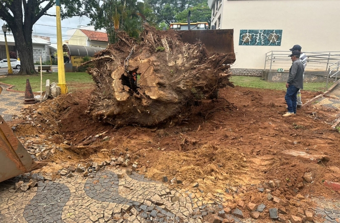 Prefeitura retira raízes de árvores caídas em praças de Avaré