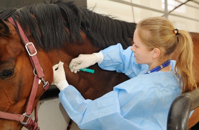 Curso gratuito ensina aplicação de medicamentos e vacinas em cavalos em Avaré