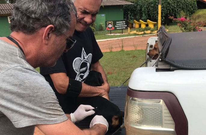 Vacinação contra a raiva em cães e gatos acontece nos dias 29 e 30 de abril