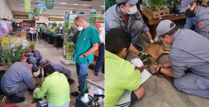 Veado invade supermercado em Avaré e é capturado pelos Bombeiros