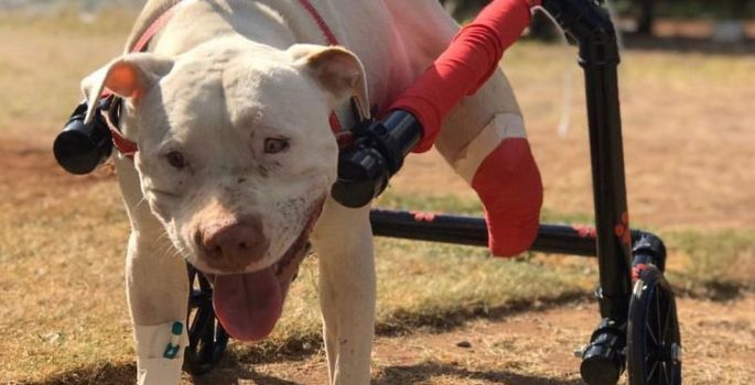 Pitbull que teve patas decepadas ganha cadeira de rodas em Belo Horizonte